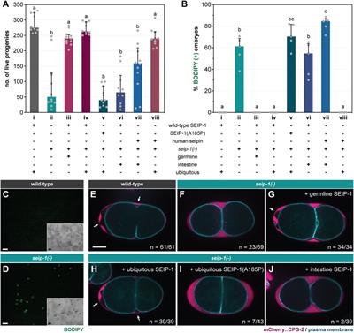 A Flexible Network of Lipid Droplet Associated Proteins Support Embryonic Integrity of C. elegans